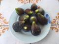 Fichi